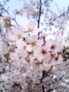この日の桜は満開