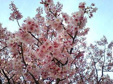 向島の桜は色が濃くて綺麗です