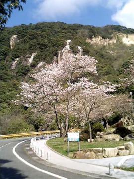 駐車場付近の桜