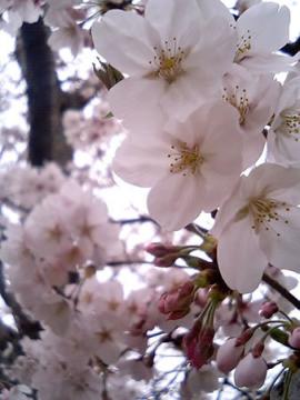 維新公園の桜