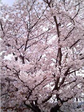 維新公園の桜
