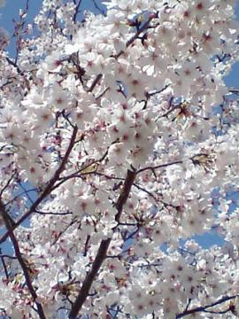 今年の桜は天気に恵まれましたね
